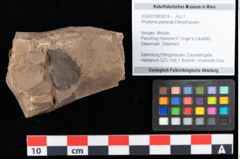 Foto (Objekt + Etikett) von Rhytisma planerae Ettingshausen (NHMW-GEO-2024-0188-0074)